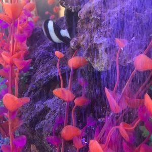 Meet your Posher, Isabel